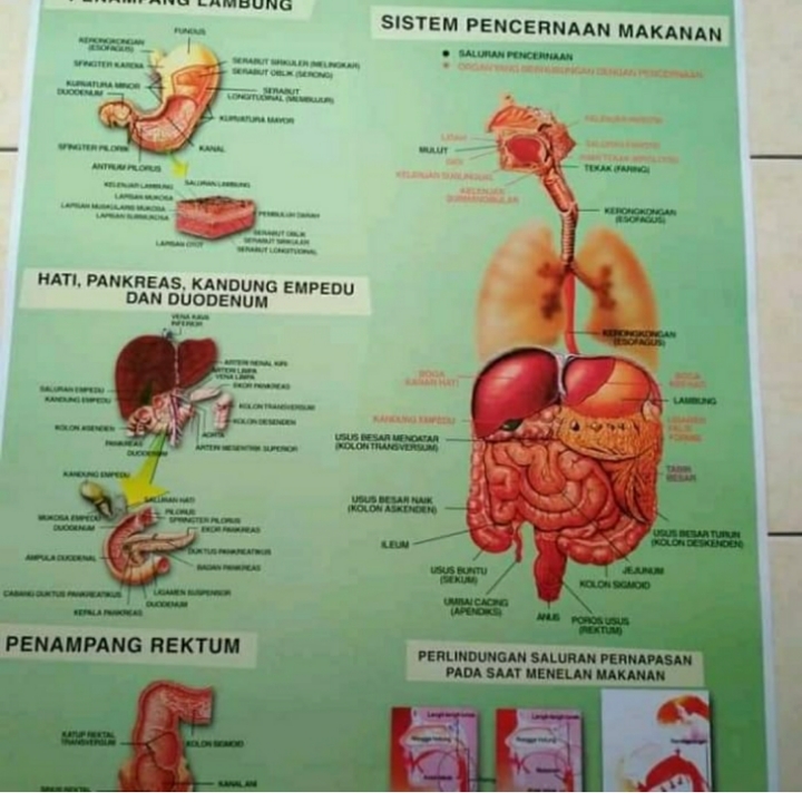 Jual poster anatomi tubuh manusia